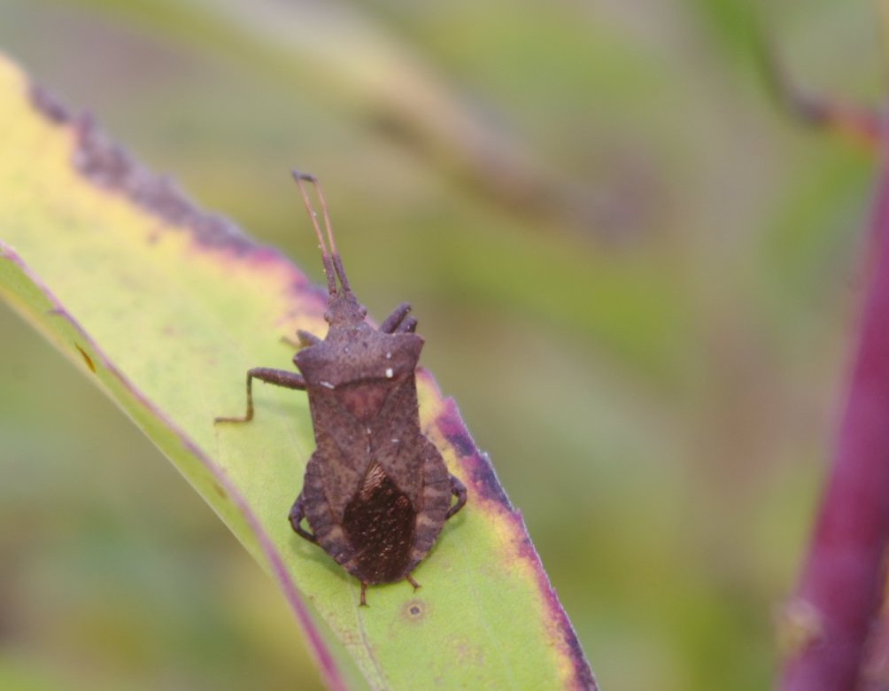 Gonocerus acuteangulatus? No, Coreus marginatus